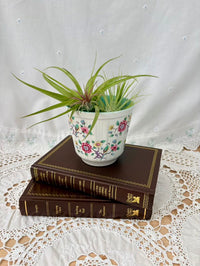 Small plant in a decorative pot on top of two books with a white lace tablecloth background