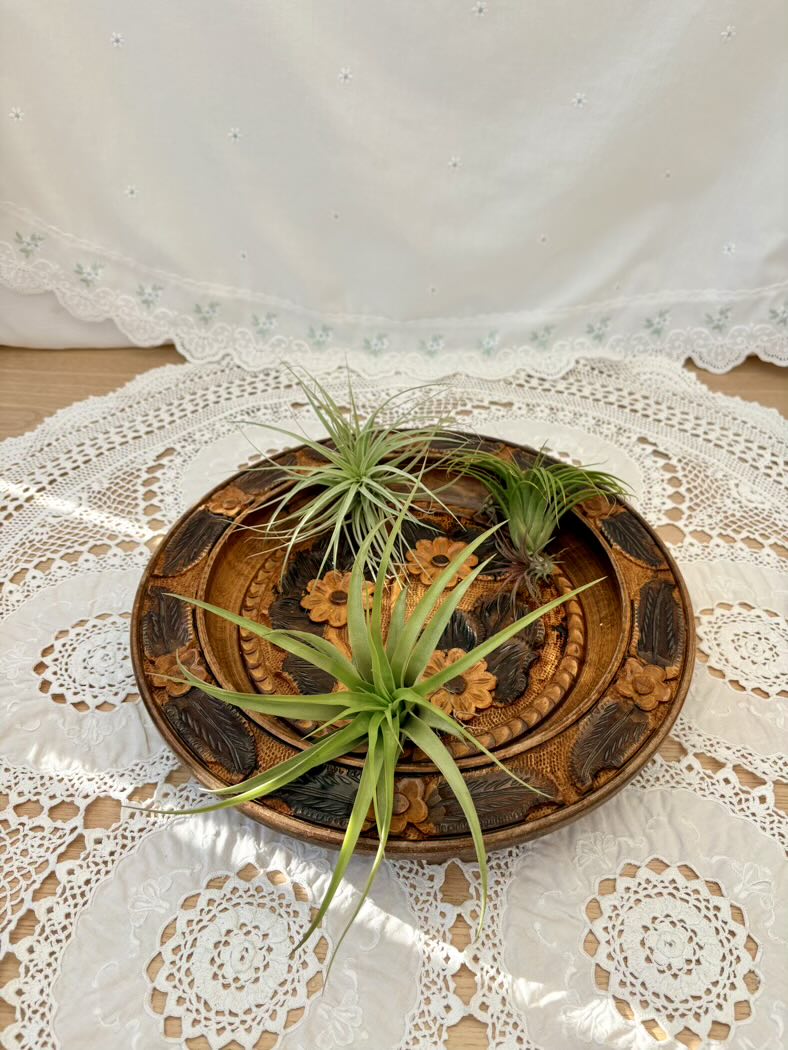 Decorative wooden plate with air plants on a lace tablecloth