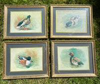 Four framed prints of ducks on a grassy surface