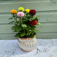Potted plant with colorful flowers on a white lace tablecloth against a wooden wall.