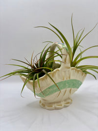 Ceramic basket planter with air plants on a white background