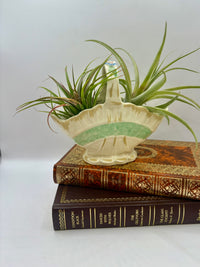 Decorative vase with a plant on top of vintage books against a white background