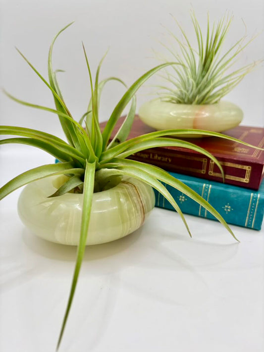 Air plants in stone holders on books with a white background