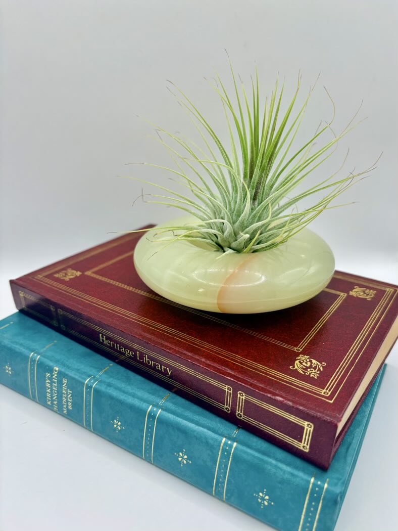 Small plant in a pot on top of two stacked books with a plain background