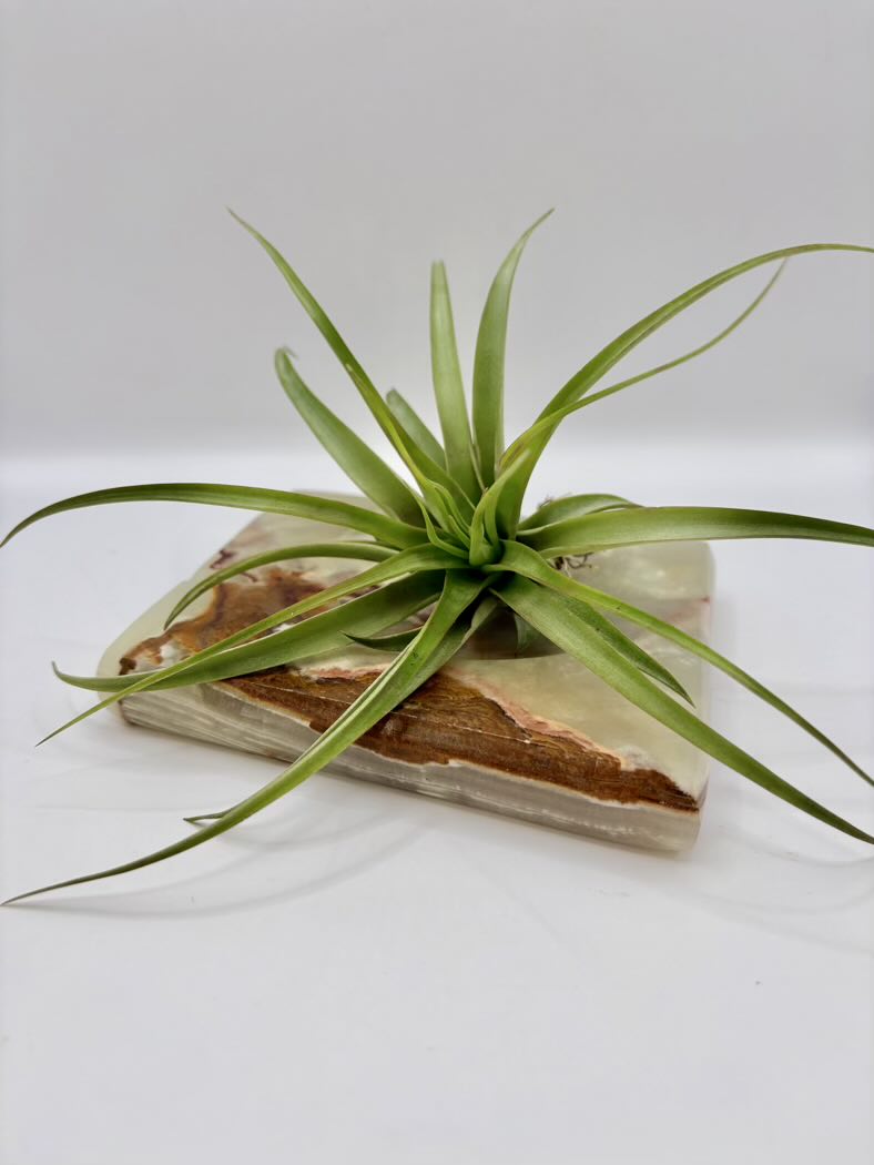 Air plant on a decorative stone base against a white background