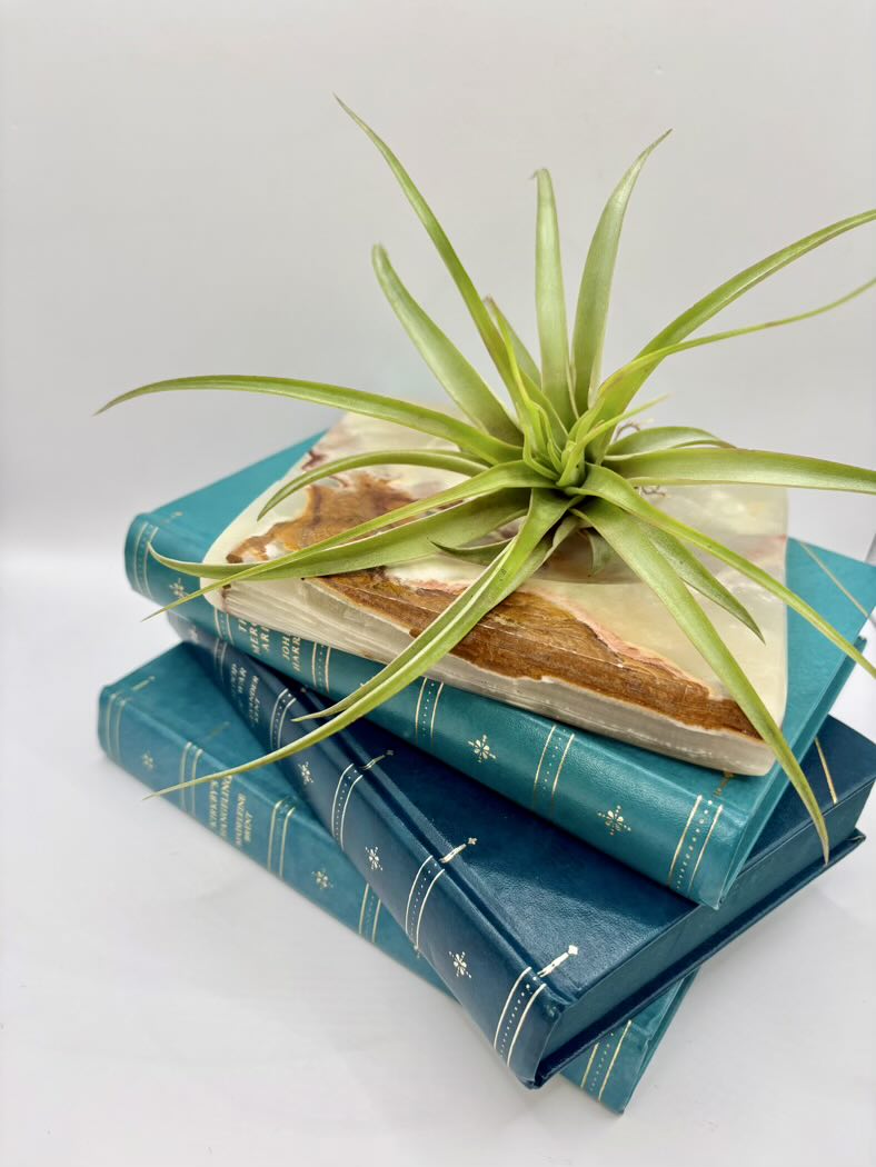 Green air plant on top of stacked blue books with a white background