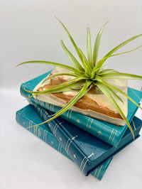 Green air plant on top of stacked blue books with a white background